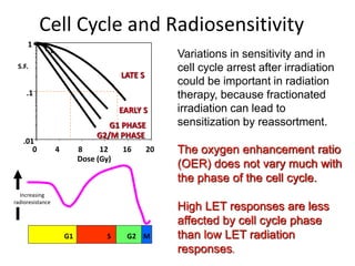 Cell Cycle and Radiosensitivity
S.F.
20
16
12
8
4
0
0
.01
.1
1
Dose (Gy)
LATE S
EARLY S
G1 PHASE
G2/M PHASE
Variations in sensitivity and in
cell cycle arrest after irradiation
could be important in radiation
therapy, because fractionated
irradiation can lead to
sensitization by reassortment.
The oxygen enhancement ratio
(OER) does not vary much with
the phase of the cell cycle.
High LET responses are less
affected by cell cycle phase
than low LET radiation
responses.
G1 S G2 M
Increasing
radioresistance
 