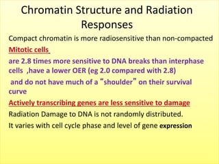 Chromatin Structure and Radiation
Responses
Compact chromatin is more radiosensitive than non-compacted
Mitotic cells
are 2.8 times more sensitive to DNA breaks than interphase
cells ,have a lower OER (eg 2.0 compared with 2.8)
and do not have much of a “shoulder” on their survival
curve
Actively transcribing genes are less sensitive to damage
Radiation Damage to DNA is not randomly distributed.
It varies with cell cycle phase and level of gene expression
 