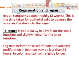In gut, symptoms appear rapidly (2 weeks). This is
the time taken for epithelial cells to traverse the
villus and be shed into the lumen.
Tolerance is about 50 Gy in 2 Gy fx for the small
intestine and slightly higher for the large
intestine.
Lag time before the onset of radiation-induced
proliferation in jejunum may be less than 24
hours. In colon and stomach, slightly longer.
Regeneration and repair
 
