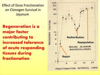 Effect of Dose Fractionation
on Clonogen Survival in
Jejunum
Repopulation
Redistribution
Repair
Regeneration is a
major factor
contributing to
increased tolerance
of acute responding
tissues during
fractionation
 