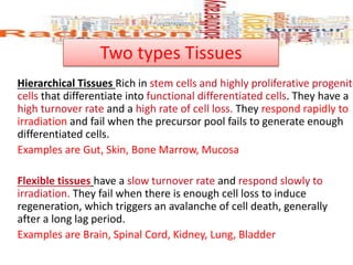 Two types Tissues
Hierarchical Tissues Rich in stem cells and highly proliferative progenito
cells that differentiate into functional differentiated cells. They have a
high turnover rate and a high rate of cell loss. They respond rapidly to
irradiation and fail when the precursor pool fails to generate enough
differentiated cells.
Examples are Gut, Skin, Bone Marrow, Mucosa
Flexible tissues have a slow turnover rate and respond slowly to
irradiation. They fail when there is enough cell loss to induce
regeneration, which triggers an avalanche of cell death, generally
after a long lag period.
Examples are Brain, Spinal Cord, Kidney, Lung, Bladder
 
