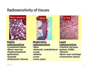 Radiosensitive Tissues Introductory radiobiology for radiologist.pptx