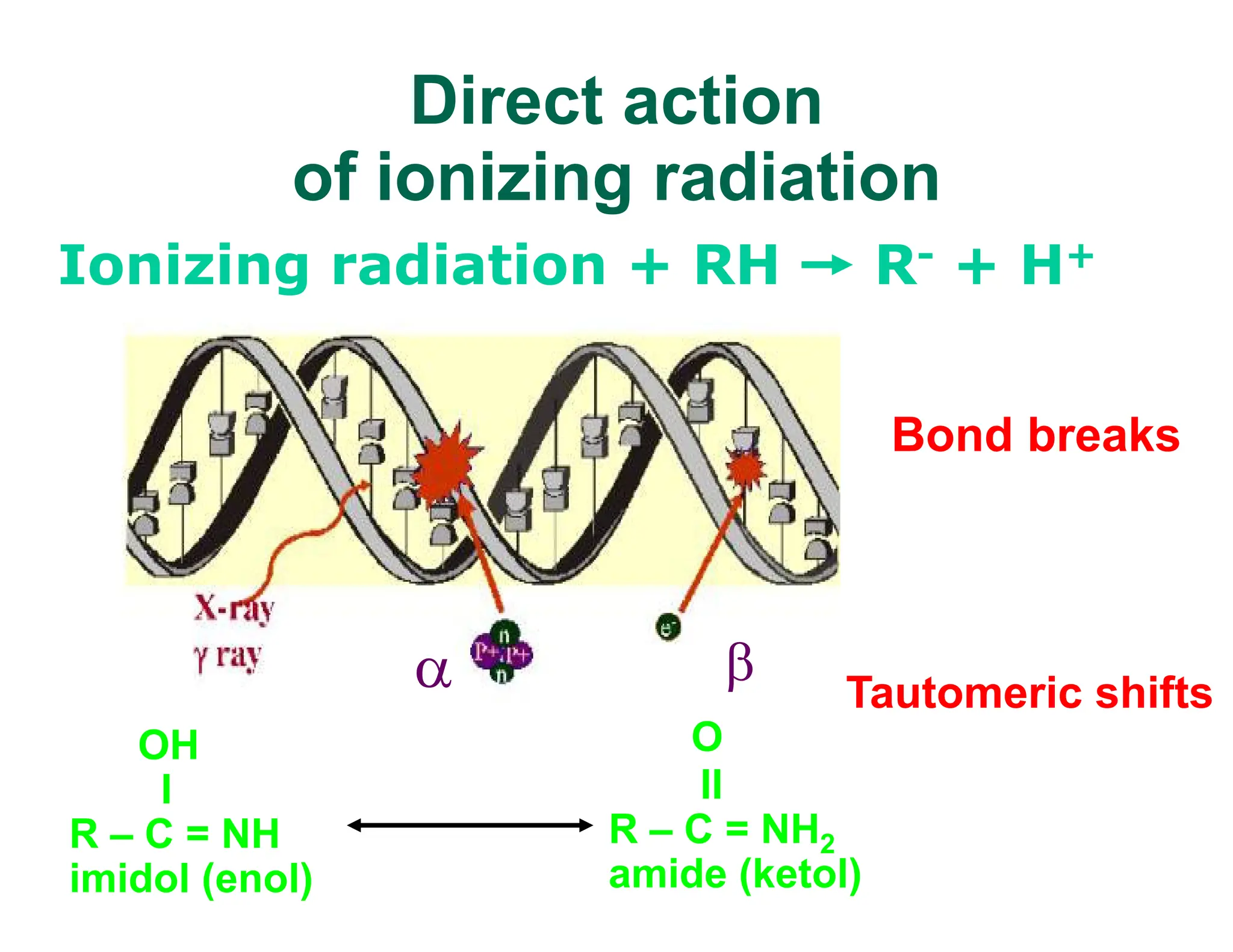 Direct action
of ionizing radiation
Ionizing radiation + RH R- + H+
OH
I
R – C = NH
imidol (enol)
O
II
R – C = NH2
amide (ketol)
 
Tautomeric shifts
Bond breaks
 