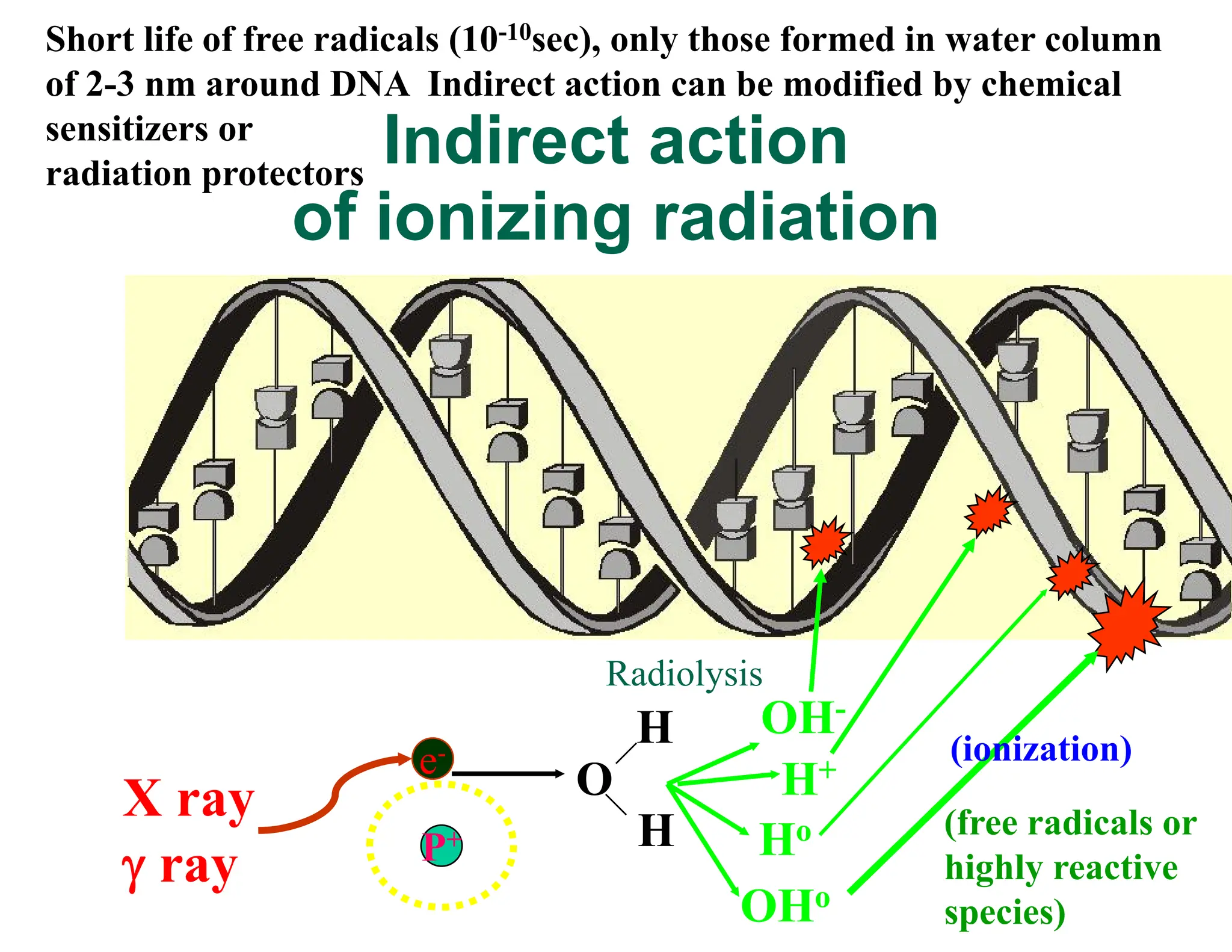 e-
X ray
 ray P+
O
H
H OH-
H+
Ho
OHo
Indirect action
of ionizing radiation
(free radicals or
highly reactive
species)
(ionization)
Radiolysis
Short life of free radicals (10-10sec), only those formed in water column
of 2-3 nm around DNA Indirect action can be modified by chemical
sensitizers or
radiation protectors
 