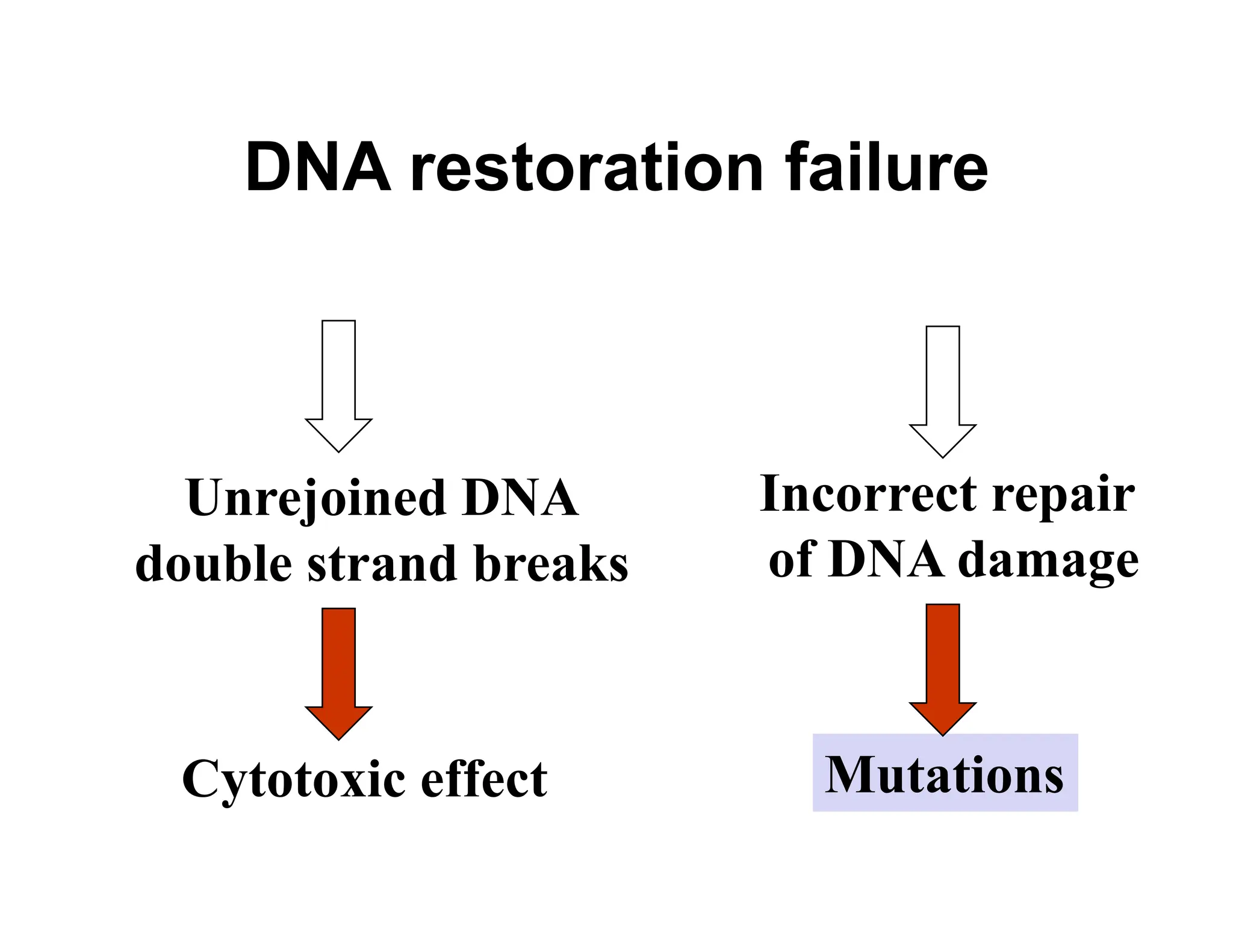 DNA restoration failure
Unrejoined DNA
double strand breaks
Incorrect repair
of DNA damage
Cytotoxic effect Mutations
 