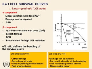 Fundamentals of Radiobiology: Cell Survival and Dose Response Models | PDF