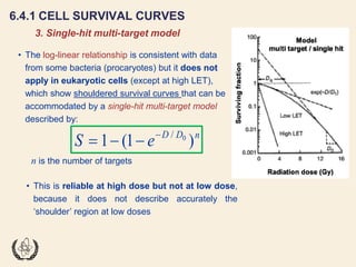 Fundamentals of Radiobiology: Cell Survival and Dose Response Models | PDF