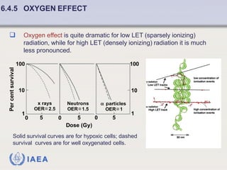 Fundamentals of Radiobiology: Cell Survival and Dose Response Models | PDF