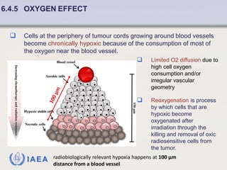 Fundamentals of Radiobiology: Cell Survival and Dose Response Models | PDF