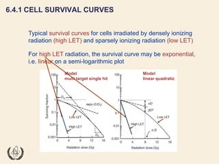 Fundamentals of Radiobiology: Cell Survival and Dose Response Models | PDF