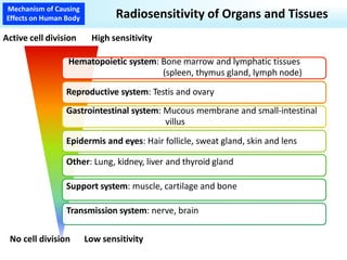 Fundamentals of Radiobiology: Cell Survival and Dose Response Models | PDF
