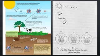 Radiocarbon dating / C-14 Absolute dating methods | PPTX
