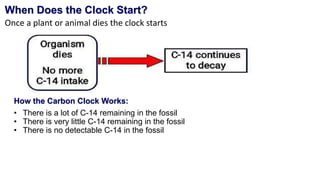 When Does the Clock Start?
Once a plant or animal dies the clock starts
How the Carbon Clock Works:
• There is a lot of C-14 remaining in the fossil
• There is very little C-14 remaining in the fossil
• There is no detectable C-14 in the fossil
 