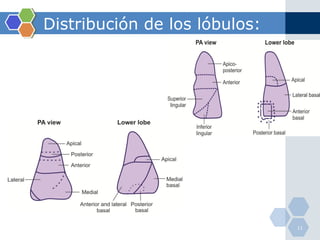 Distribución de los lóbulos: 