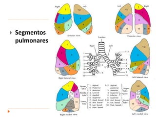  Segmentos
pulmonares
.
 