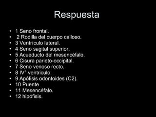 Respuesta  1 Seno frontal. 2 Rodilla del cuerpo calloso.  3 Ventrículo lateral.  4 Seno sagital superior.  5 Acueducto del mesencéfalo.  6 Cisura parieto-occipital.  7 Seno venoso recto.  8 IV° ventriculo.  9 Apófisis odontoides (C2).  10 Puente  11 Mesencéfalo.  12 hipófisis.  