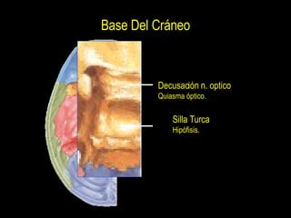 Base Del Cráneo Silla Turca Hipófisis. Decusación n. optico Quiasma óptico. 