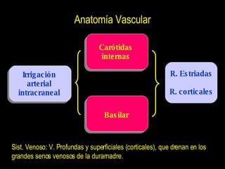 Anatomía Vascular Irrigación arterial intracraneal Carótidas internas Basilar R. Estriadas R. corticales Sist. Venoso: V. ...