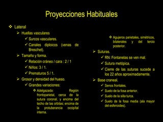 Proyecciones Habituales <ul><li>Lateral </li></ul><ul><ul><li>Huellas vasculares </li></ul></ul><ul><ul><ul><li>Surcos vas...