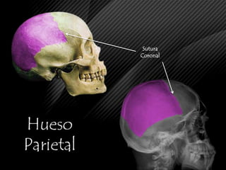 Radiografía Cráneo LateralLa utilidad de esta radiografía es evaluar principalmente el hueso parietal, parte del occipital y temporal con sus porciones mastoídeas, así como la silla turca, neumatizaciones, sutura  coronal,  entre otras.