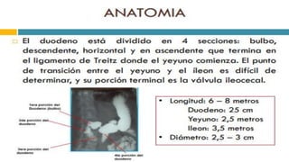 RADIOGRAFIA DEL INTESTINO DELGADO.pdf