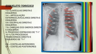 ESQUELETO TORÁCICO
1-2- CLAVÍCULAS DIREITA E
ESQUERDA
3-4 – ARTICULAÇÃO
ESTERNOCLAVICULARES DIREITA E
ESQUERDA
5-6- ESCÁPULAS DIREITA E
ESQUERDA
7-8- CABEÇAS DOS ÚMEROS DIREITA
E ESQUERDA
9- PROCESSO ESPINHOSO DE “T-1”
10-11- OS PROCESSOS
TRANSVERSOS DIREITO E
ESQUERDO DE “T-1”
CA – COSTELAS ANTERIORES
CP – COSTELAS POSTERIORES
 