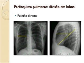 Parênquima pulmonar: divisão em lobos Pulmão direito 