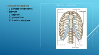 Sternal Click Comprehensive Radiographic Anatomy: Terminology, Systems, and Imaging ...