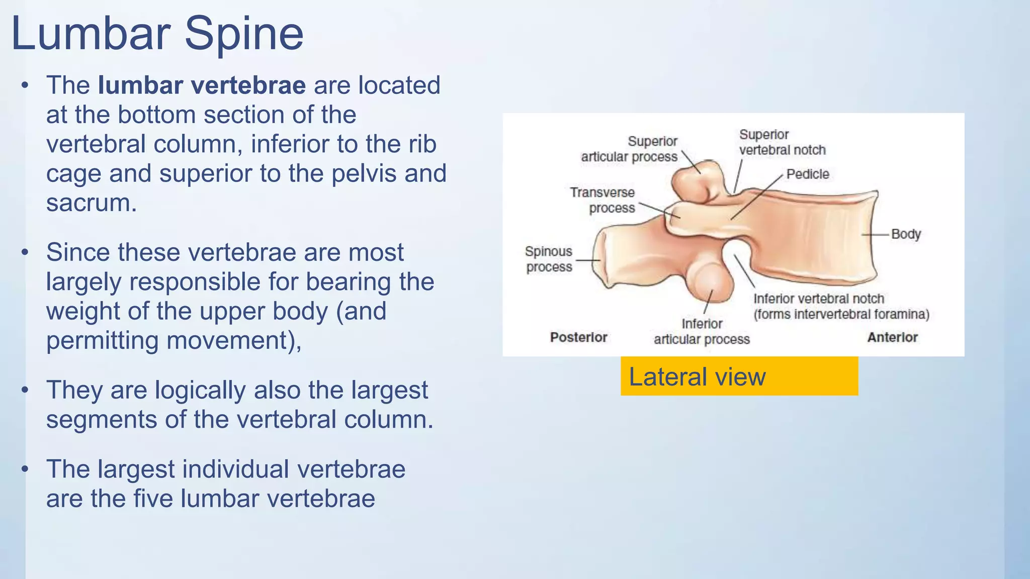 Radiographic anatomy of thoracic,lumbar spine, sacrum and coccyx | PPTX