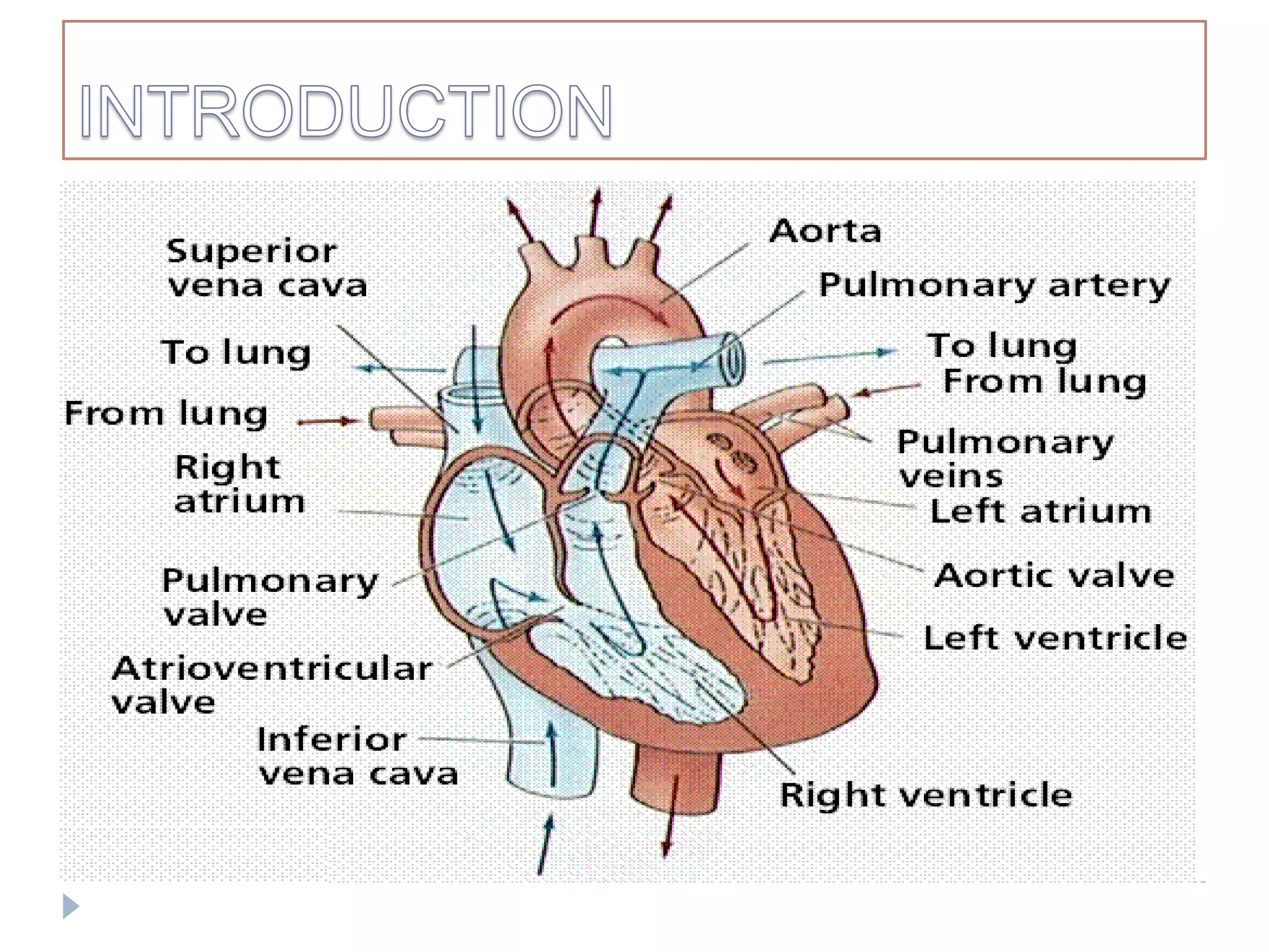 Radiographic Examination of Cardiovascular System | PPTX