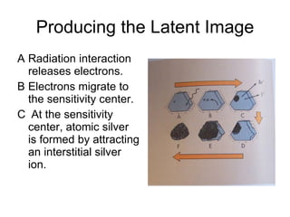 Producing the Latent Image Radiation interaction releases electrons. Electrons migrate to the sensitivity center. At the sensitivity center, atomic silver is formed by attracting an interstitial silver ion. 