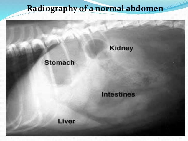 Radiographic Interpretation Radiographic Interpretation
