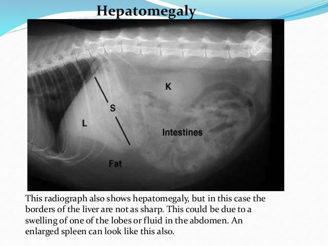 Radiographic Interpretation Radiographic Interpretation