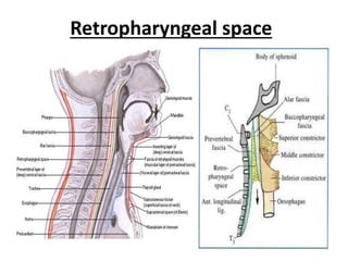 Retrophgary Nodes Radiographic lines and angles | PPTX