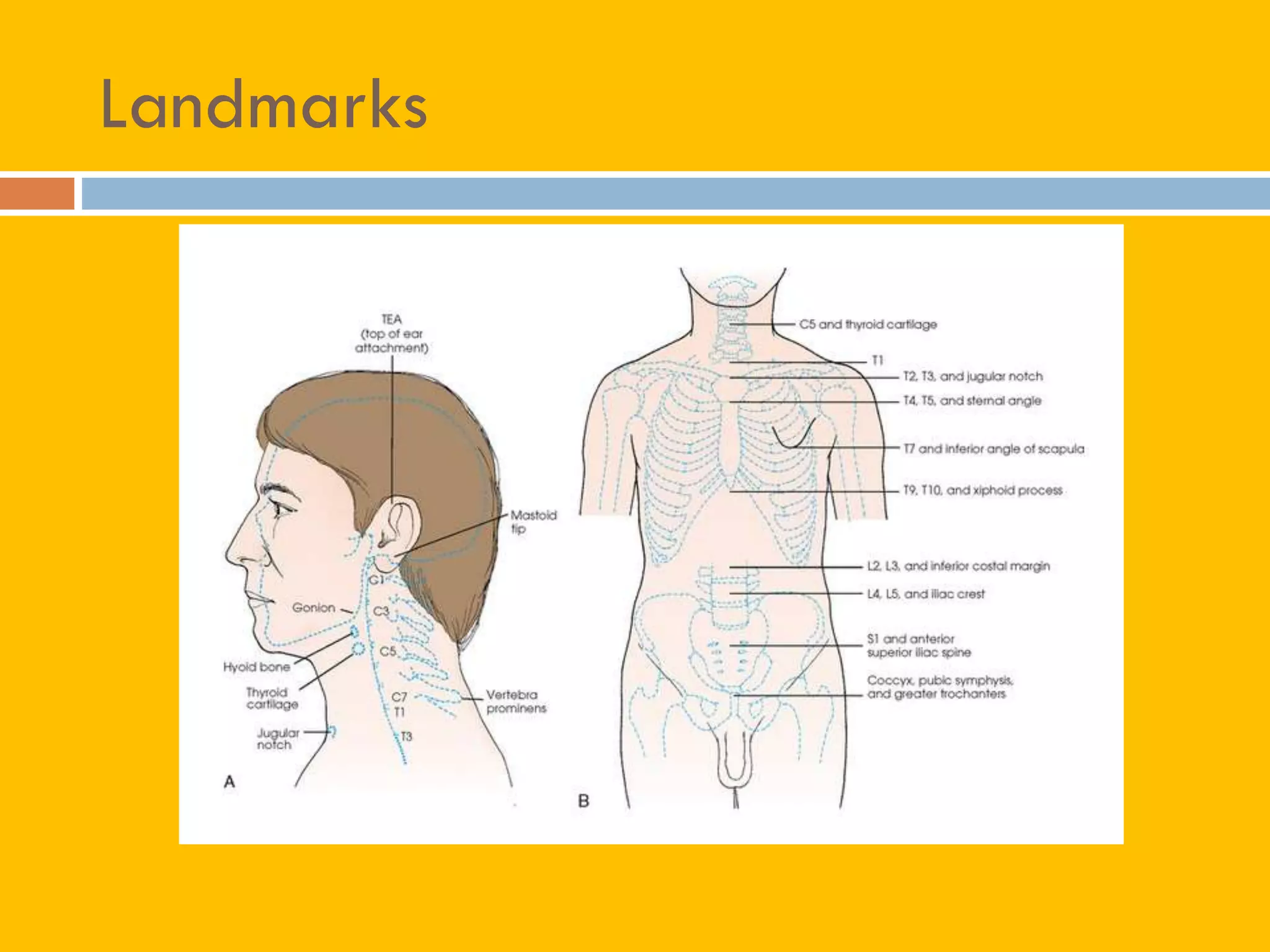 Positioning Landmarks Radiography Radiographic positioning terminology By A.H Nelson Medical Physicist | PDF
