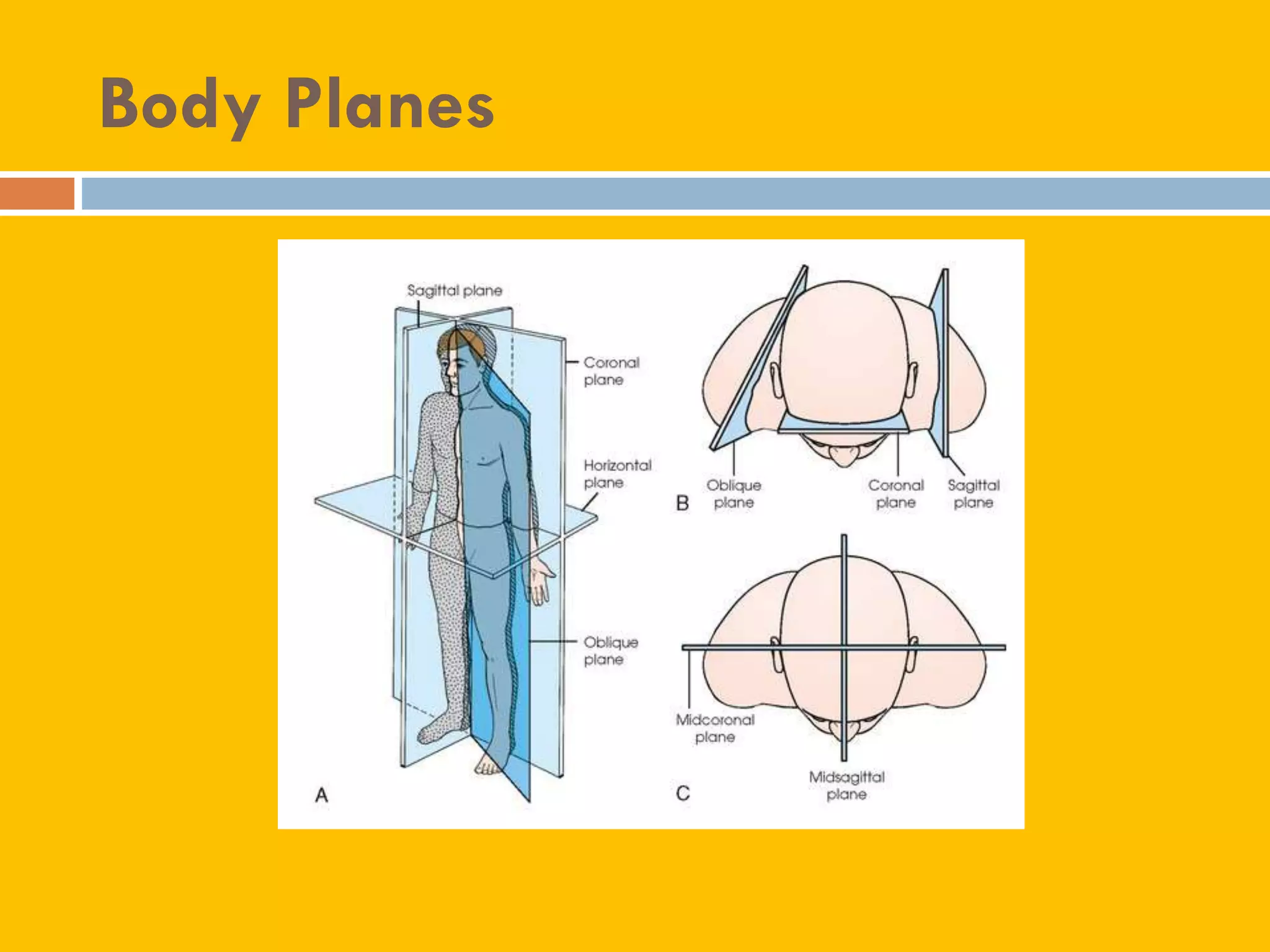 Radiographic positioning terminology By A.H Nelson Medical Physicist | PDF