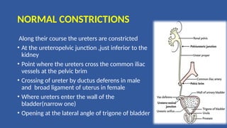 NORMAL CONSTRICTIONS
Along their course the ureters are constricted
• At the ureteropelvic junction ,just inferior to the
kidney
• Point where the ureters cross the common iliac
vessels at the pelvic brim
• Crossing of ureter by ductus deferens in male
and broad ligament of uterus in female
• Where ureters enter the wall of the
bladder(narrow one)
• Opening at the lateral angle of trigone of bladder
 
