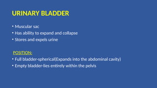 URINARY BLADDER
• Muscular sac
• Has ability to expand and collapse
• Stores and expels urine
POSITION:
• Full bladder-spherical(Expands into the abdominal cavity)
• Empty bladder-lies entirely within the pelvis
 