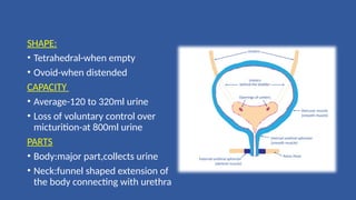 SHAPE:
• Tetrahedral-when empty
• Ovoid-when distended
CAPACITY
• Average-120 to 320ml urine
• Loss of voluntary control over
micturition-at 800ml urine
PARTS
• Body:major part,collects urine
• Neck:funnel shaped extension of
the body connecting with urethra
 