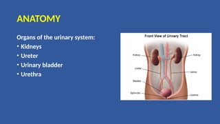 ANATOMY
Organs of the urinary system:
• Kidneys
• Ureter
• Urinary bladder
• Urethra
 