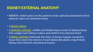 KIDNEY-EXTERNAL ANATOMY
• KIDNEYS –held in place on the posterior body wall and protected by three
external layers of connective tissue
• 1.RENAL FASCIA
• 2.ADIPOSE CAPSULE: middle and thickest layer,consist of adipose tissue
that wedges each kidney in place and shield it from physical shock
• 3.RENAL CAPSULE:extremely thin layer of dense irregular connective
tissue that covers the exterior of each kidney like plastic wrap,Protect
kidney from infection and physical trauma
 