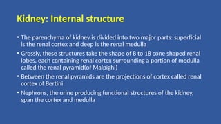Kidney: Internal structure
• The parenchyma of kidney is divided into two major parts: superficial
is the renal cortex and deep is the renal medulla
• Grossly, these structures take the shape of 8 to 18 cone shaped renal
lobes, each containing renal cortex surrounding a portion of medulla
called the renal pyramid(of Malpighi)
• Between the renal pyramids are the projections of cortex called renal
cortex of Bertini
• Nephrons, the urine producing functional structures of the kidney,
span the cortex and medulla
 