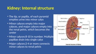 Kidney: Internal structure
• The tip, or papilla, of each pyramid
empties urine into minor calyx
• Minor calyces empty into major
calyces, and major calyces empty into
the renal pelvis, which becomes the
ureter
• Minor calyces:8-10 in number. Multiple
papillae drain into single calyx
• Major calyces:2-4 or more connects
minor calyces to renal pelvis
 
