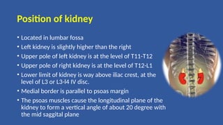 Position of kidney
• Located in lumbar fossa
• Left kidney is slightly higher than the right
• Upper pole of left kidney is at the level of T11-T12
• Upper pole of right kidney is at the level of T12-L1
• Lower limit of kidney is way above iliac crest, at the
level of L3 or L3-l4 IV disc.
• Medial border is parallel to psoas margin
• The psoas muscles cause the longitudinal plane of the
kidney to form a vertical angle of about 20 degree with
the mid saggital plane
 
