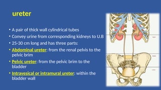 ureter
• A pair of thick wall cylindrical tubes
• Convey urine from corresponding kidneys to U.B
• 25-30 cm long and has three parts:
• Abdominal ureter: from the renal pelvis to the
pelvic brim
• Pelvic ureter: from the pelvic brim to the
bladder
• Intravesical or intramural ureter: within the
bladder wall
 