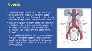 Course
• The ureter begins its descent to the bladder by
running along the medial aspect of the psoas
muscle. Here, the ureter lies anteriorly and slightly
medial to the tips of the L2-L5 transverse processes
• It enters the pelvis anteriorly to the sacroiliac joint
at the bifurcation of the common iliac vessels (at
the pelvic brim) and then courses anteriorly to
the internal iliac artery down the lateral pelvic
sidewall
• At the level of the ischial spine it turns forward and
medially to enter the posterolateral wall of the
bladder, where it runs an oblique 1-2 cm course,
before opening into the bladder at the internal
ureteric orifice
 