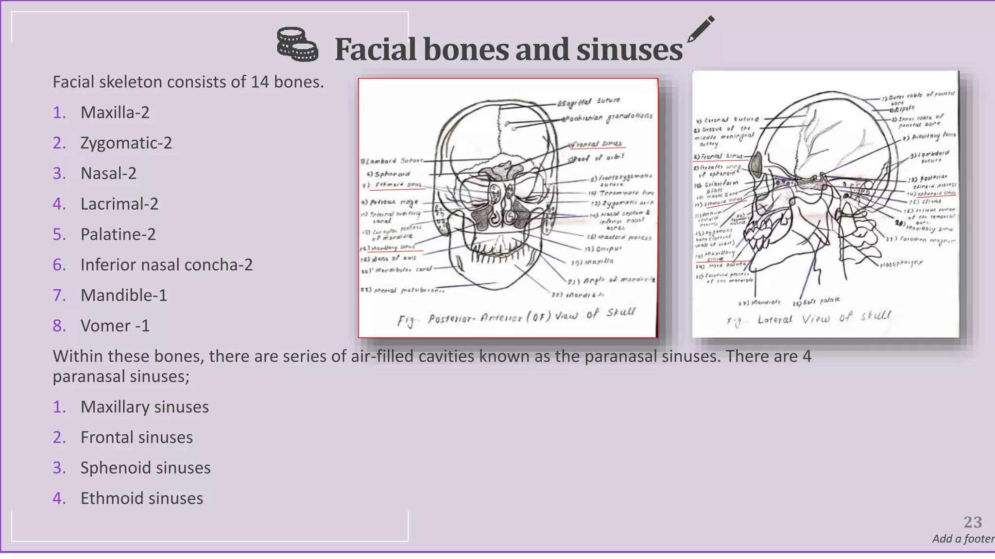 Facialbones and sinuses
Facial skeleton consists of 14 bones.
1. Maxilla-2
2. Zygomatic-2
3. Nasal-2
4. Lacrimal-2
5. Palatine-2
6. Inferior nasal concha-2
7. Mandible-1
8. Vomer -1
Within these bones, there are series of air-filled cavities known as the paranasal sinuses. There are 4
paranasal sinuses;
1. Maxillary sinuses
2. Frontal sinuses
3. Sphenoid sinuses
4. Ethmoid sinuses
23
Add a footer
 