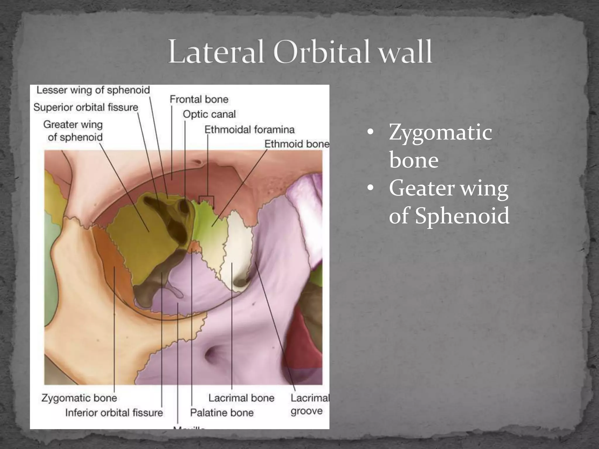 Radiography and Anatomy of orbit | PPTX