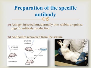 
 Antigen injected intradermally into rabbits or guinea
pigs  antibody production
 Antibodies recovered from the serum.
Preparation of the specific
antibody
24
 