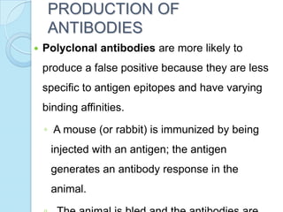 PRODUCTION OF
ANTIBODIES
 Polyclonal antibodies are more likely to
produce a false positive because they are less
specific to antigen epitopes and have varying
binding affinities.
◦ A mouse (or rabbit) is immunized by being
injected with an antigen; the antigen
generates an antibody response in the
animal.
 